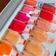 KARPAS-422人類B細(xì)胞淋巴瘤細(xì)胞