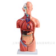 BIX-XC202A男性躯干解剖模型（42cm 13件）