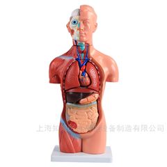 男性躯干解剖模型（42cm 13件）