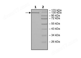 Cas13a, His-Tag (L. wadei) Recombinant
