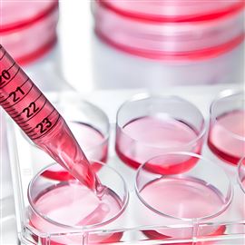 （實驗服務）細胞增殖和毒性測定