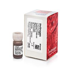 Thermo赛默飞磁珠DynaGreen ProteinA/G试剂80105G