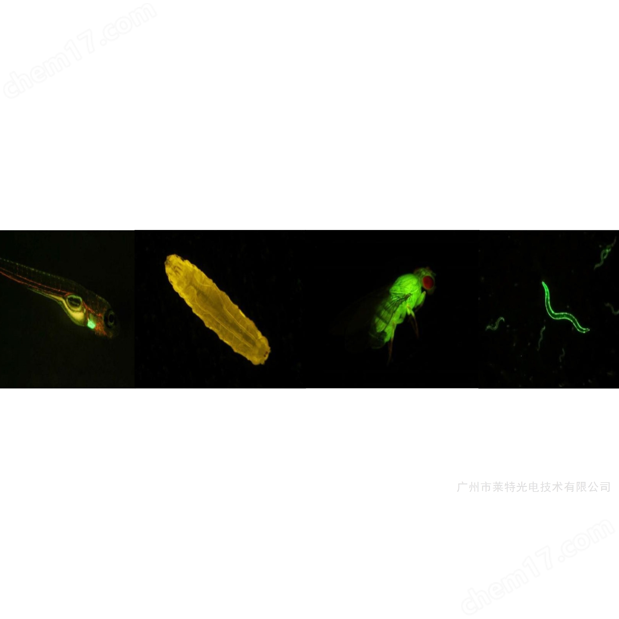 NSZ800/818體視顯微鏡LED熒光模塊光源附件