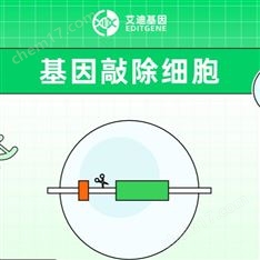 基因敲除細胞