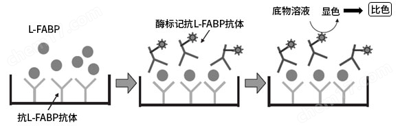 L型脂肪酸結(jié)合蛋白（L-FABP）檢測(cè)試劑盒