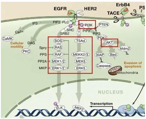 致癌分子的失控狂飆：EGFR 信號(hào)通路如何驅(qū)動(dòng)腫瘤生長(zhǎng)？