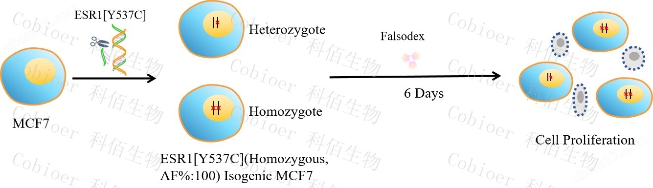ESR1Y537C(Homozygous,AF%:100) Isogenic MCF7