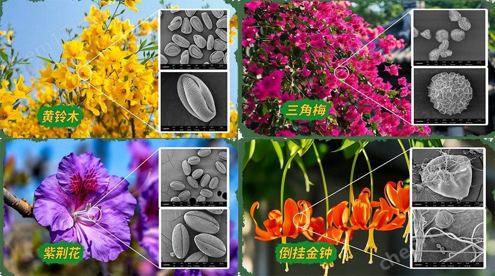 未標題-1.jpg 掃描電鏡中圖儀器