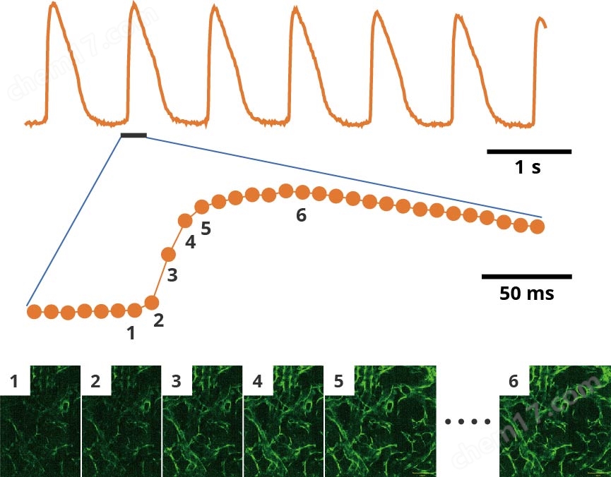 Fast Time2.jpg 激光共聚焦高內涵細胞成像分析儀
