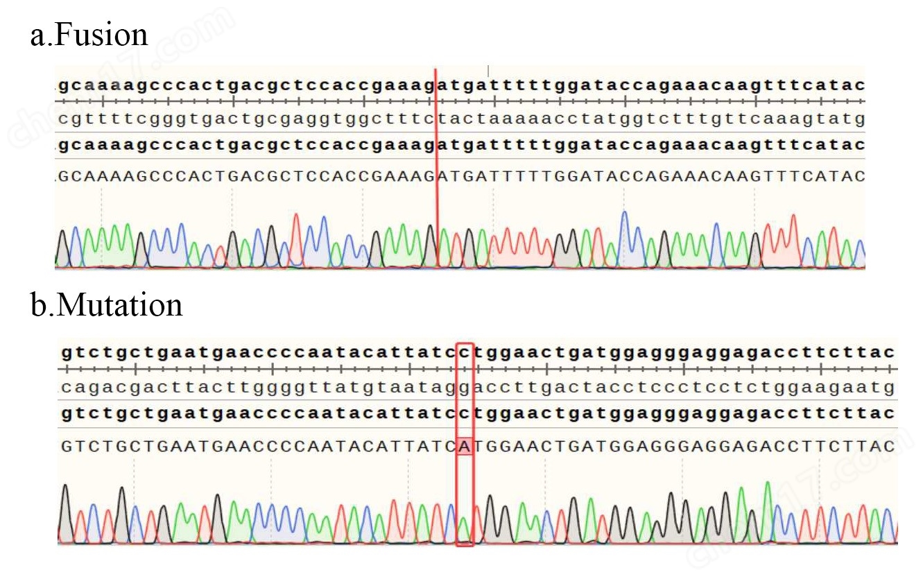 CD74-ROS1L2026M BaF3