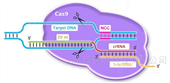 Cas9蛋白檢測(cè)試劑盒