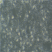 YS7343C小鼠雜交瘤細胞B6YH4