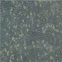 YS2143C小鼠淋巴樣瘤細胞P388D1（種屬鑒定）