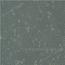 YS2384C小鼠乳腺癌細胞GR-M（種屬鑒定）