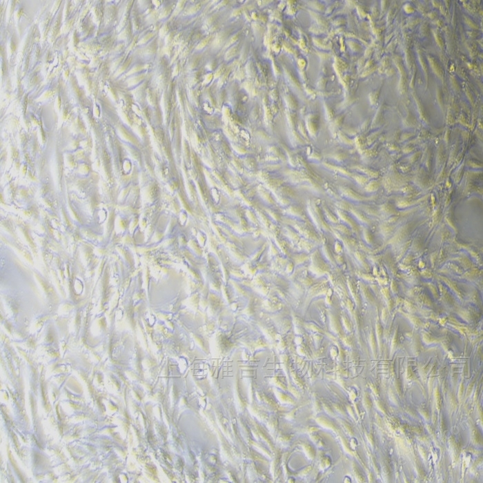 永生化小鼠遠端附睪上皮專用培養基