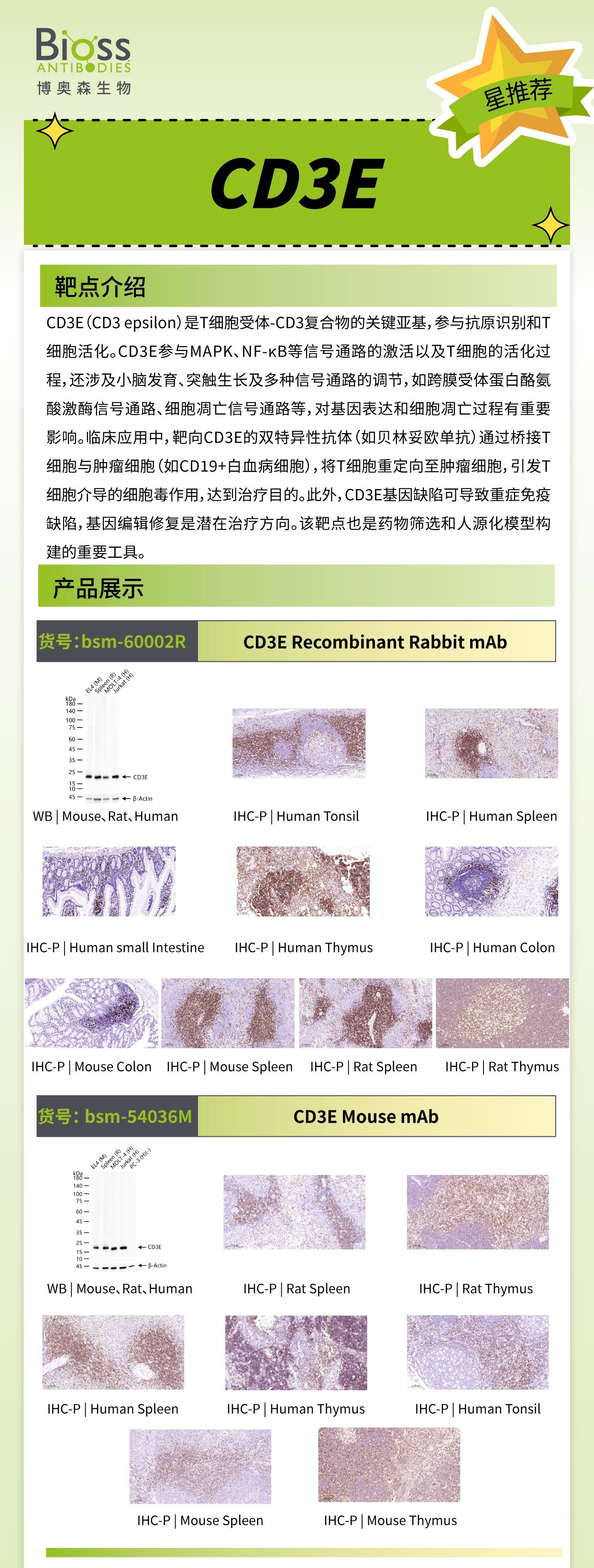 CD3E v1.jpg
