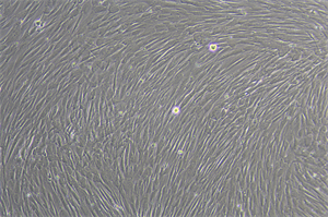 生物显微镜MHL2800和细胞工厂显微镜MH-3CF走进浙江某生物企业