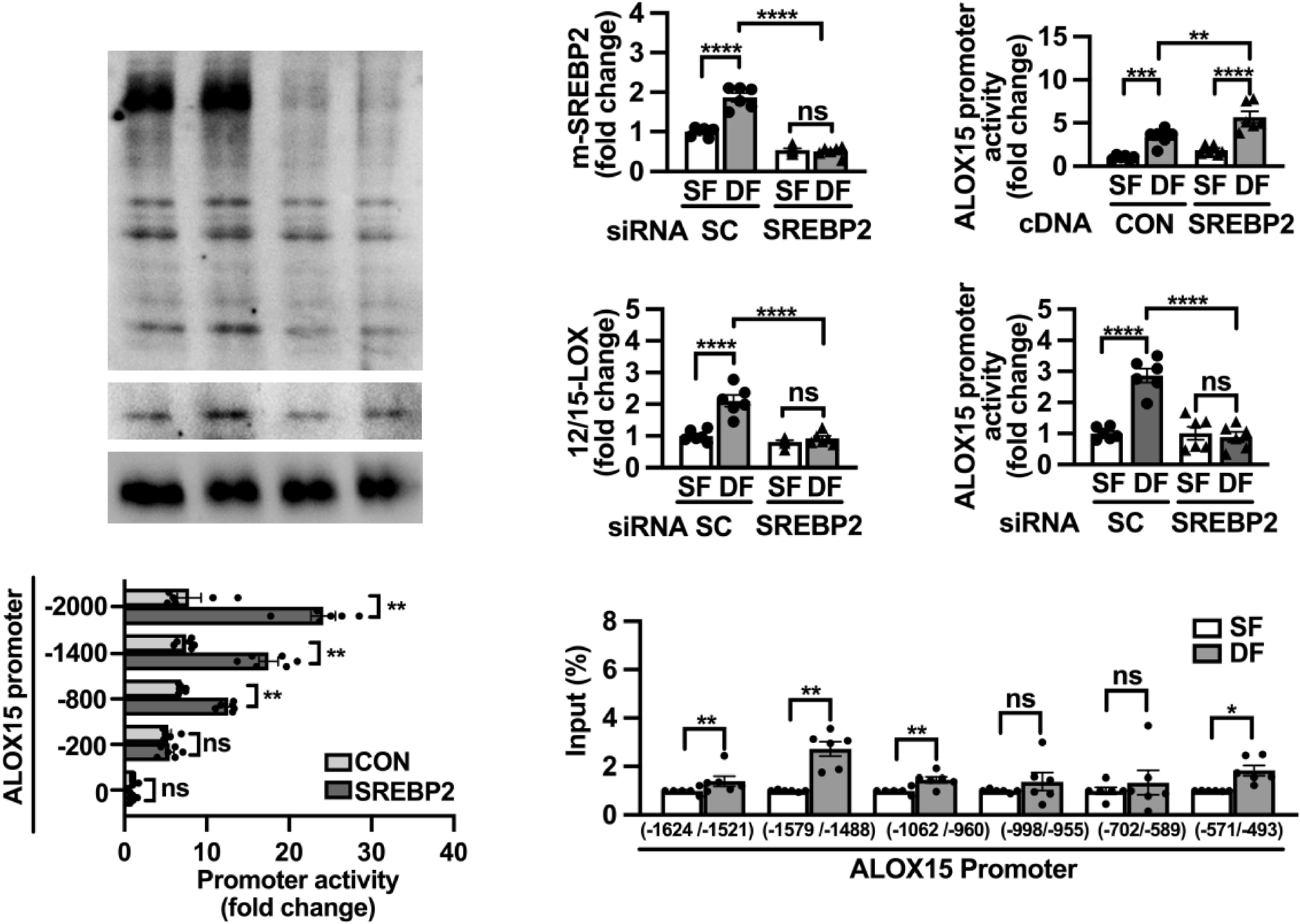 12/15-脂氧合酶介导血流紊乱诱导的内皮功能障碍与动脉粥样硬化