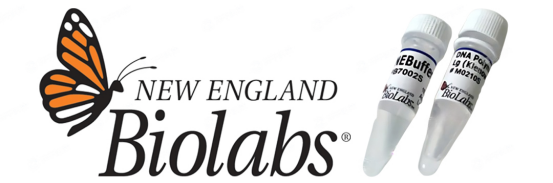 NEB末端修饰酶 --末端磷酸化、去磷酸化、末端补平、末端加A尾产品介绍