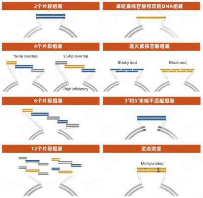 NEB無縫克隆 --同源重組Gibson組裝、Golden Gate 組裝