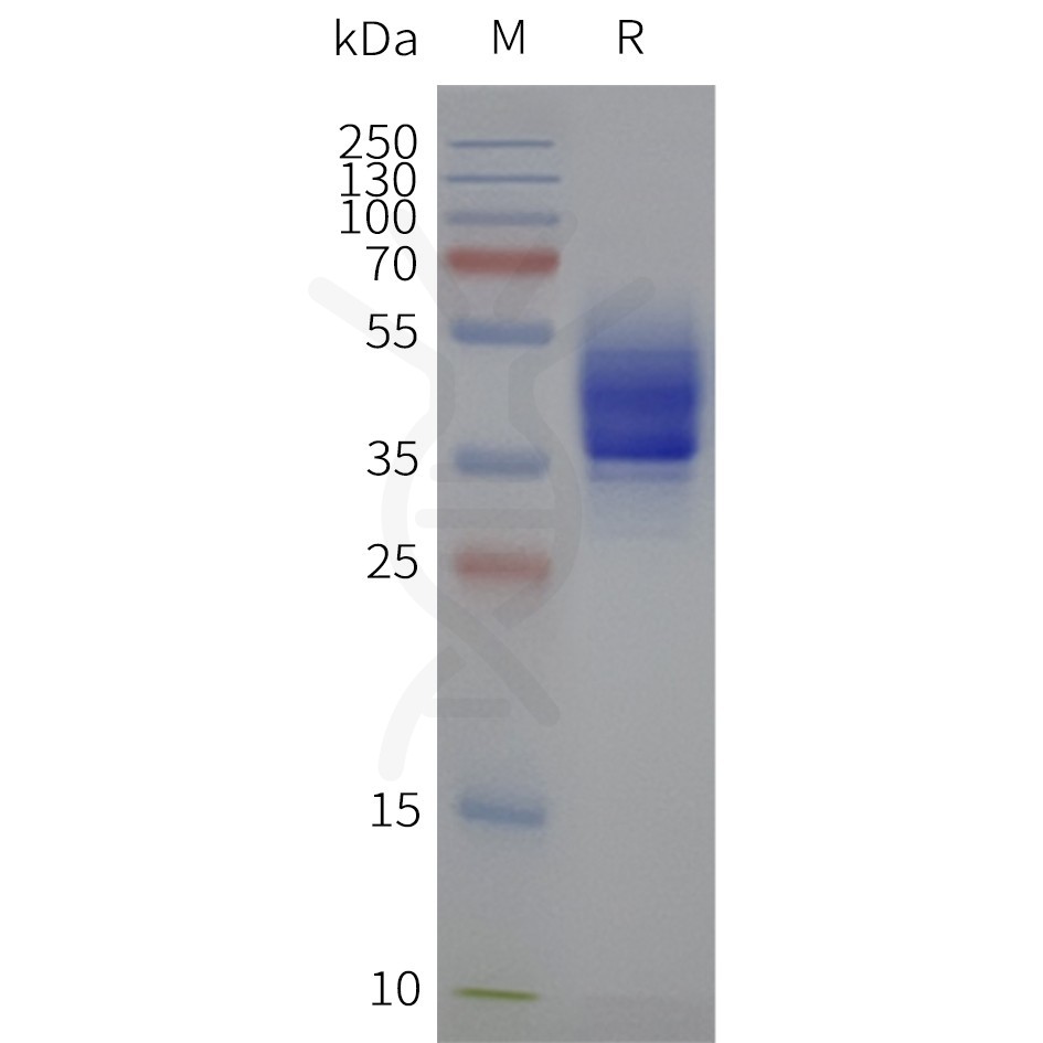 cb18f85a-4970-4893-811f-b4ffb43573dc.jpg 武漢締碼生物Dimabiotech代理商 2026授權(quán)代理-上海起發(fā)