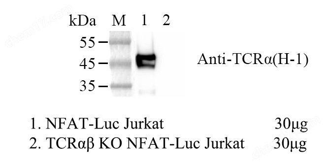 WB-74467-1.jpg TCRαβ KO NFAT-Luc Jurkat