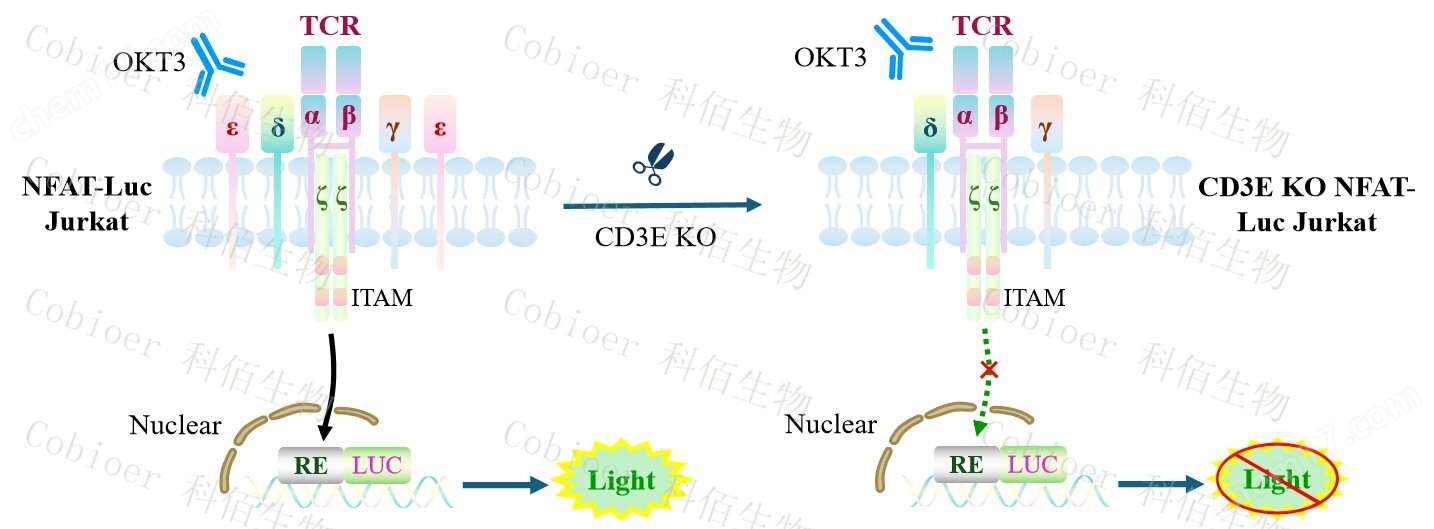 原理-74469.jpg CD3E KO NFAT-Luc Jurkat