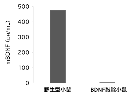 高靈敏度Mature BDNF ELISA試劑盒