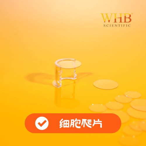 TC处理6孔板圆形细胞爬片