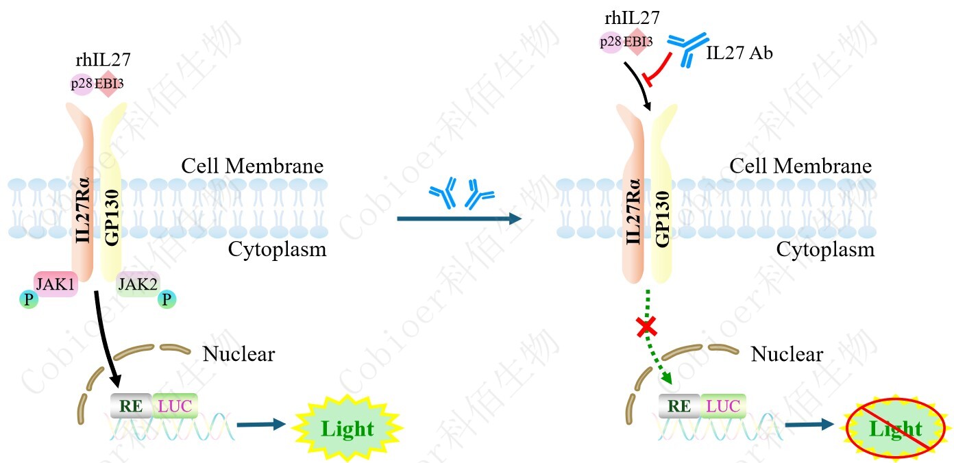 IL27 Effector Reporter Cell
