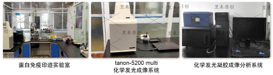 IP 蛋白提取与富集